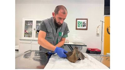 Yorgun ördeğin yardımına Büyükşehir yetişti