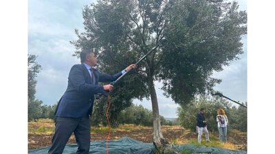 Aliağa, 4. Zeytin Hasat Şenliği’nde Buluşuyor