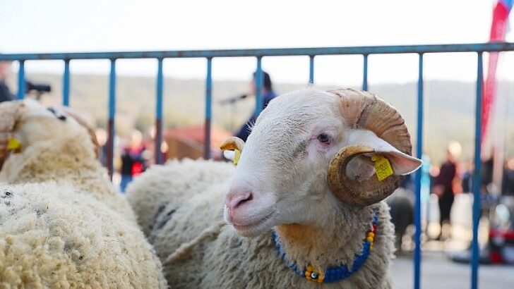 Aliağa Belediyesi’nden Üreticiye Yeni Takviye: Damızlık Koyun Dağıtımında İkinci Etap Başlıyor