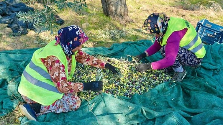 Burhaniye’de Zeytin Hasadı Başladı
