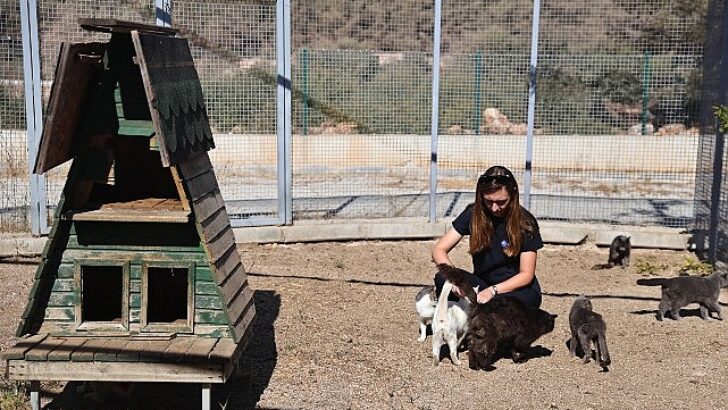 Büyükşehir patili dostları sahipsiz bırakmıyor