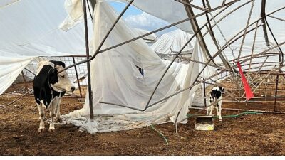 Büyükşehir yağış ve fırtınadan ziyan gören üreticinin yanında