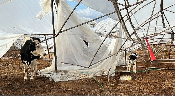 Büyükşehir yağış ve fırtınadan ziyan gören üreticinin yanında