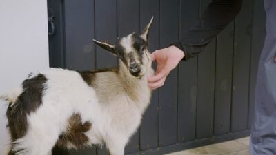 ‘Heartland Veterinerleri: Keçiler Özel’, 25 Ekim Cumartesi 21.00’de National Geographic WILD Ekranlarında!