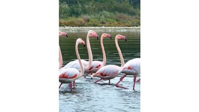 İzmit Körfezi’nde pembe flamingoların dansı