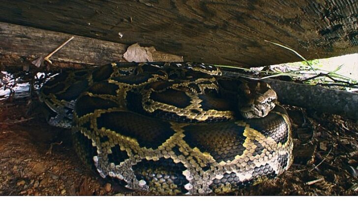 ‘Piton İstilası’, 19 Ekim Pazar 20.00’de National Geographic WILD Ekranlarında!