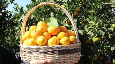 Satsuma mandalinanın ihracat seyahati 17 Ekim’de başlıyor