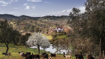 Seferihisar Orhanlı Köyü’nde Zeytin Hasadı Şenliğine davetlisiniz.