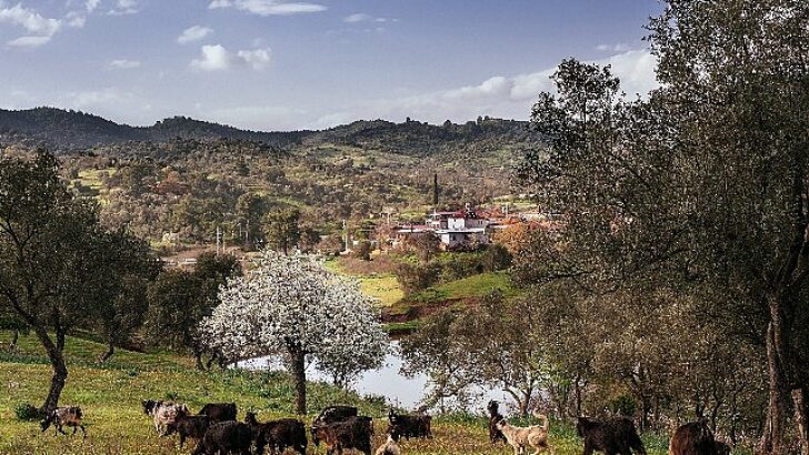 Seferihisar Orhanlı Köyü’nde Zeytin Hasadı Şenliğine davetlisiniz.