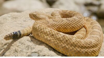 ‘Sürüngenler Gezegeni’, 12 Ekim Pazar 20.00’de National Geographic WILD Ekranlarında!