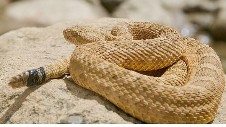 ‘Sürüngenler Gezegeni’, 12 Ekim Pazar 20.00’de National Geographic WILD Ekranlarında!