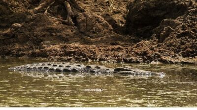‘Timsah Savaşları: Grumeti ve Mara’, 26 Ekim Pazar 20.00’de National Geographic WILD Ekranlarında!