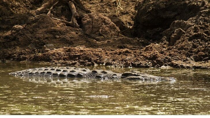 ‘Timsah Savaşları: Grumeti ve Mara’, 26 Ekim Pazar 20.00’de National Geographic WILD Ekranlarında!