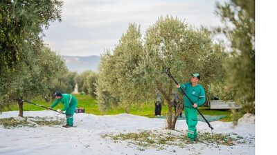 Milas Belediyesi Zeytin Hasadına Başladı