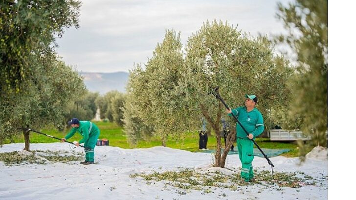 Milas Belediyesi Zeytin Hasadına Başladı