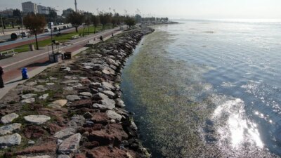 İzmir Körfezi alarm veriyor: Kıyı şeridi yeşile döndü!