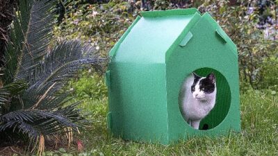 Lider Tugay kelam verdi, kediler sıcak yuvalarına kavuştu