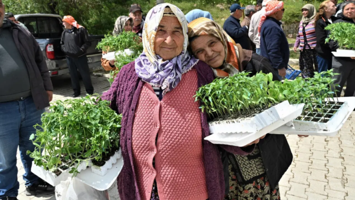 Bornova’da üreticiye 150 bin yazlık zerzevat fidesi dağıtıldı