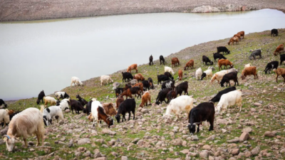Meralardaki gölet sayısı artıyor