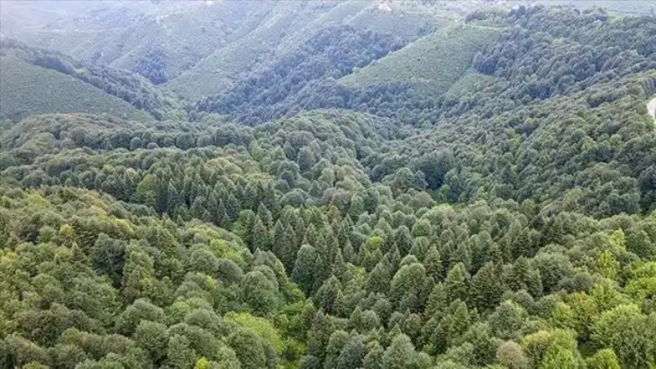 İzmir ormanlarına giriş yasağı