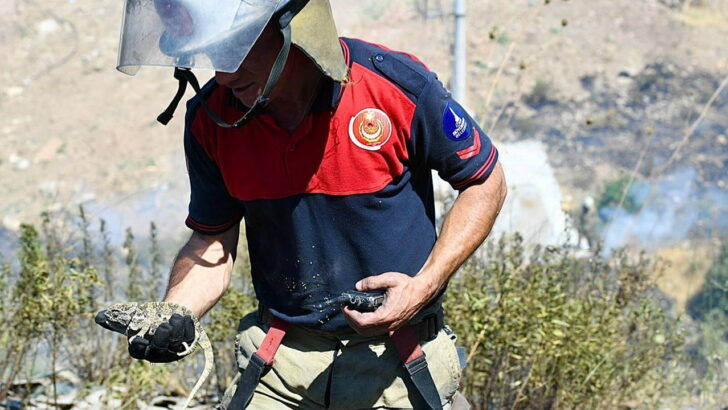Bornova’da orman yangını: İtfaiye, bukalemunu hayata döndürdü