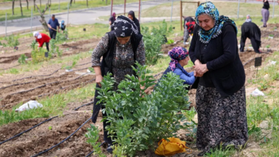 Mahalle Bostanları’nda yaz hasadı