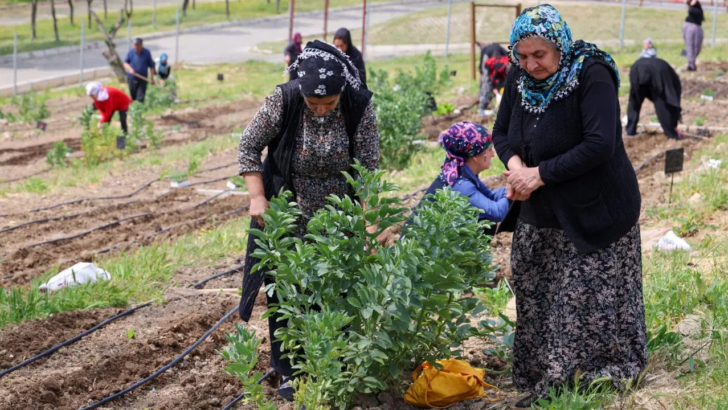 Mahalle Bostanları’nda yaz hasadı
