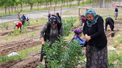 Toprakta hayat, sofrada rahmet: Mahalle Bostanları’nda yaz hasadı